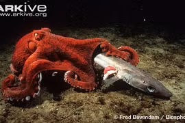 Khám phá nổi da gà về bạch tuộc khổng lồ 