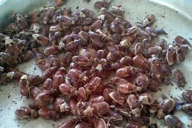 Khám phá kỳ thú về con bọ rầy “hảo hạng” của An Giang