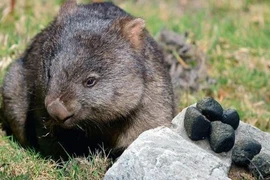 Lạ: Loài động vật có chất thải... hình khối lập phương, nặng mùi