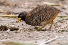 Điều cực thú vị về loài chim cút mà bạn nhai hàng ngày