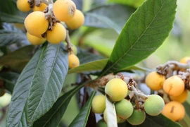 Khám phá về cây tỳ bà, đặc sản Lào Cai, Lạng Sơn