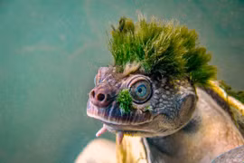 Chú rùa có chỏm tóc xanh lạ và sự thật đau lòng phía sau