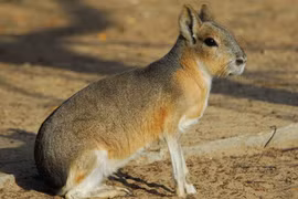 Kỳ lạ sinh vật vừa giống thỏ vừa giống chó, lại là chuột