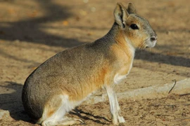 Kỳ lạ sinh vật vừa giống thỏ vừa giống chó, lại là chuột