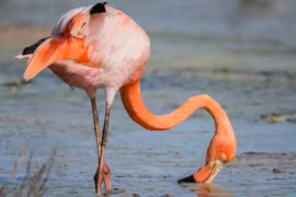 Giải mã lý thú: Tại sao hồng hạc hay thích đứng trên một chân?