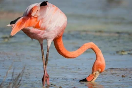 Giải mã lý thú: Tại sao hồng hạc hay thích đứng trên một chân?