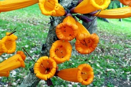 Kỳ lạ cây có hoa mọc từ thân, có thể nấu ăn ở Việt Nam