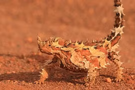 "Siêu năng lực" những bộ da động vật độc đáo nhất hành tinh