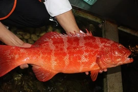 Sự thật ít người biết về hải sản quý hiếm cá mú đỏ