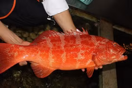 Sự thật ít người biết về hải sản quý hiếm cá mú đỏ