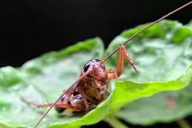 Ai nghĩ iPhone có thể chụp Macro “siêu khủng” thế này