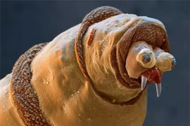 Hình ảnh vạn vật đời thường vô cùng kinh dị nhìn qua kính hiển vi