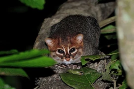 Loài mèo rừng quý hiếm, chuộng ở sạch, rửa con mồi trước khi “xơi” 