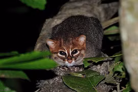 Loài mèo rừng quý hiếm, chuộng ở sạch, rửa con mồi trước khi “xơi” 