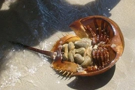 Kỳ thú những khám phá độc lạ về con sam biển