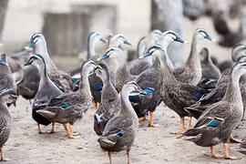 Khám phá về loài vịt trời gây tò mò