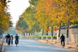 Khám phá hàng phong lá đỏ giữa Hà Nội khiến dân tình ngất ngây