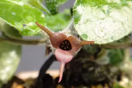 Sự thật "choáng" cây biến hóa quý hiếm của Việt Nam