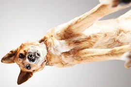 Mãn nhãn với bộ ảnh chó cưng chụp đa chiều 