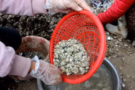 Khám phá thú vị về con hà cồn, đặc sản Quảng Ninh