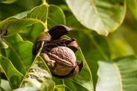 Khám phá cực bất ngờ về cây óc chó