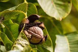 Khám phá cực bất ngờ về cây óc chó