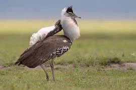 "Lác mắt" với loài chim “đô con” vẫn bay vù vù 
