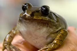 Các kiểu sinh nở kinh hoàng trong thế giới tự nhiên 