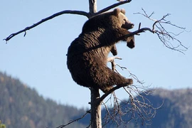 Gấu béo táo bạo leo cành cây cao để ngắm rừng