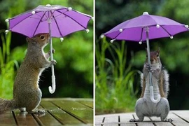 Sóc “sang chảnh” làm điệu với ô cực yêu 