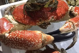 Điều kỳ thú về loài cua khổng lồ, có con nặng 13kg