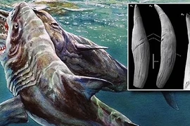 Bằng chứng tố cáo quái vật Megalodon điên cuồng tấn công cá voi