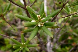 Sự thực "choáng" về cây mã kỳ cực quý hiếm của Việt Nam