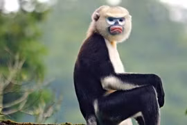 Khám phá thú vị loài voọc mũi hếch chỉ có ở Việt Nam