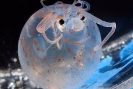 Loài mực lạ thân hình tròn vo, không nghĩ có trên trái đất