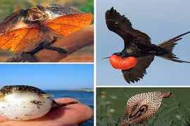 Kỳ thú xem các loài động vật siêu co giãn