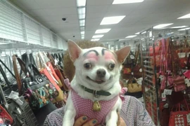 Biểu cảm cực hài hước của lũ chó khi được tô lông mày