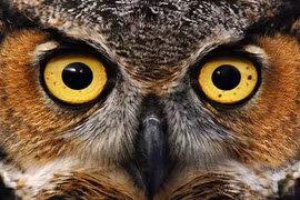 Khám phá sự thật đầy bí ẩn về loài cú 