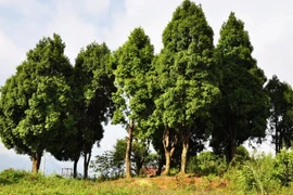 Khám phá thú vị về cây pơ mu