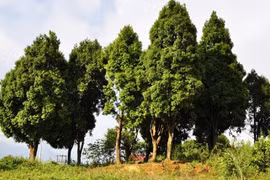 Khám phá thú vị về cây pơ mu