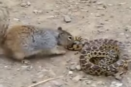 Kinh hoàng xem chồn cắn đầu rắn chảy máu