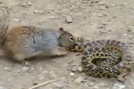 Kinh hoàng xem chồn cắn đầu rắn chảy máu