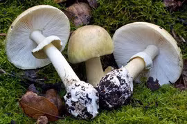 Loài thực vật nhỏ bé, mang tên tử thần, gây chết người nhiều nhất