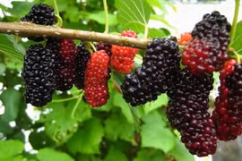 Những điều ít người biết về cây dâu tằm