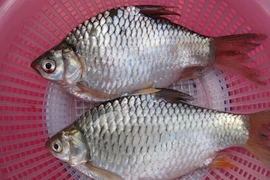 Sự thật ít người biết về cá mè