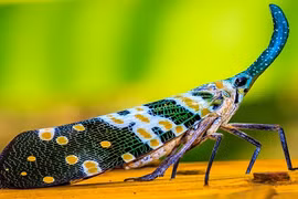 Tận mục kỳ lân đẹp tuyệt vời trong thế giới côn trùng 