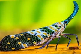 Tận mục kỳ lân đẹp tuyệt vời trong thế giới côn trùng 