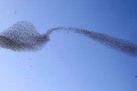 Kinh ngạc chim sáo đá tạo hình "chiếc thìa cong" kỳ ảo trên bầu trời