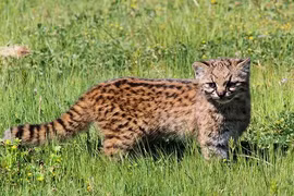 Khám phá "choáng" giống mèo ma cà rồng siêu hiếm, leo núi cừ khôi 