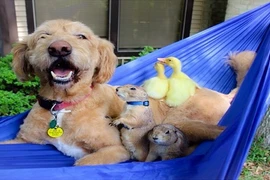 Hiếu kỳ với gia đình động vật “đa chủng tộc” nổi tiếng